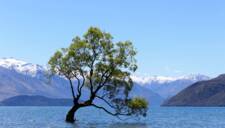 tree in a lake - vignette